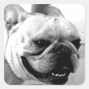 Adesivo Quadrado Buldogue francês