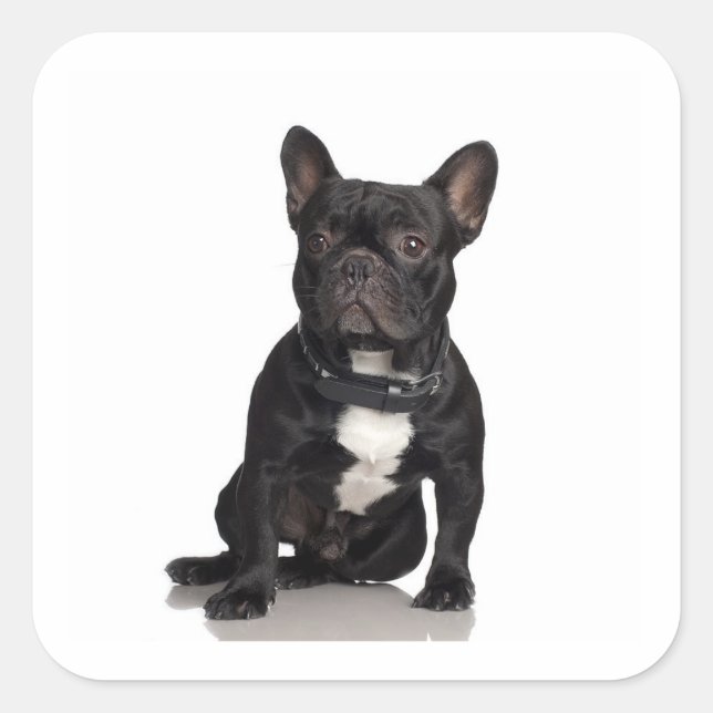 Adesivo Quadrado Buldogue Francês (Frente)