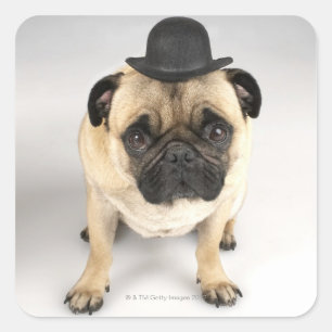 Adesivo Quadrado Buldogue francês que veste o jogador, tiro do