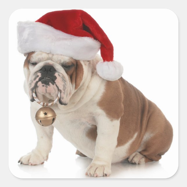 Adesivo Quadrado Buldogue Inglês Vestindo Santa Hat (Frente)