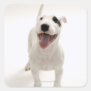 Adesivo Quadrado Bull terrier alegre