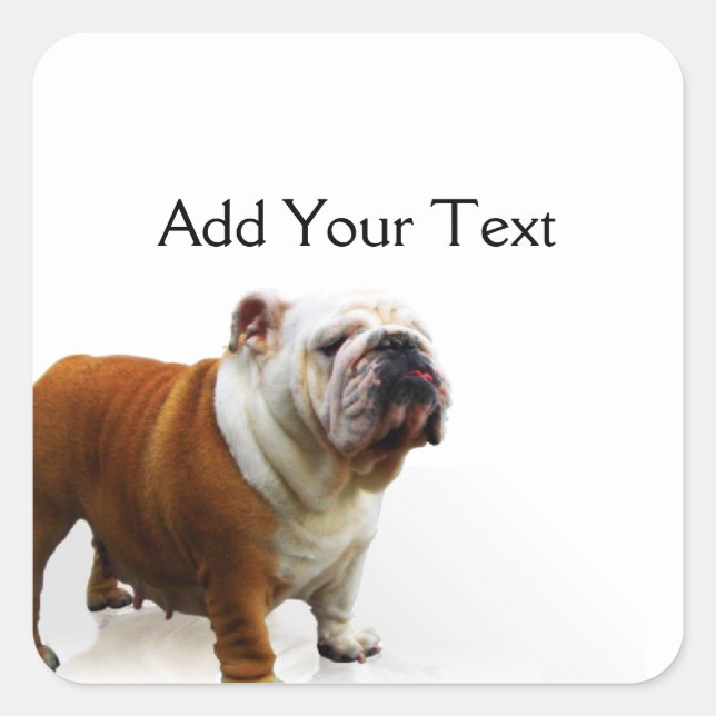 Adesivo Quadrado Bulldog Sorridente (Frente)