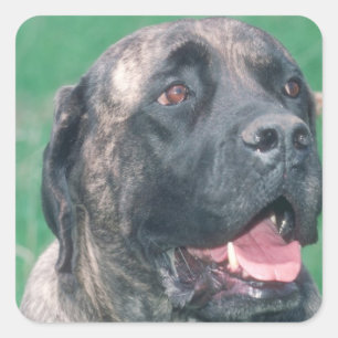 Adesivo Quadrado Bullmastiff Brindle