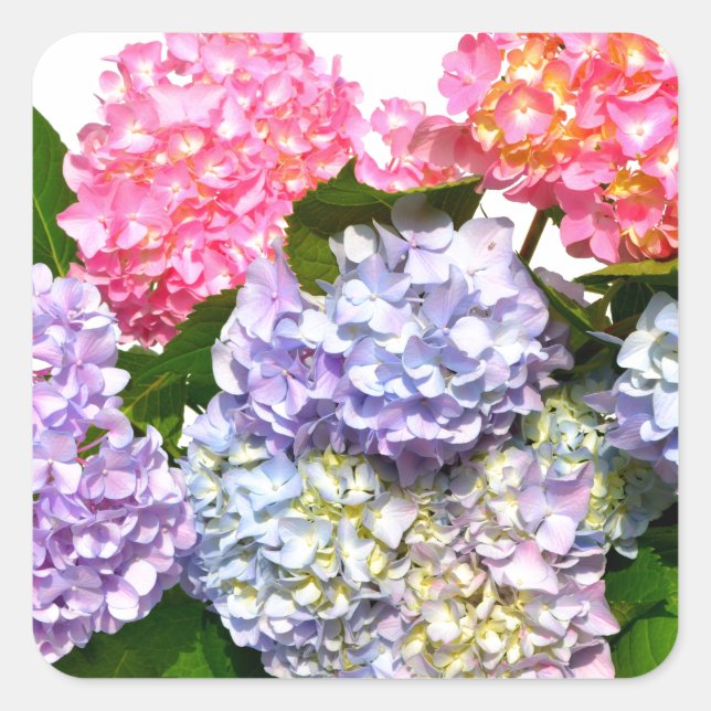 Adesivo Quadrado Buquê Hydrangea (Frente)