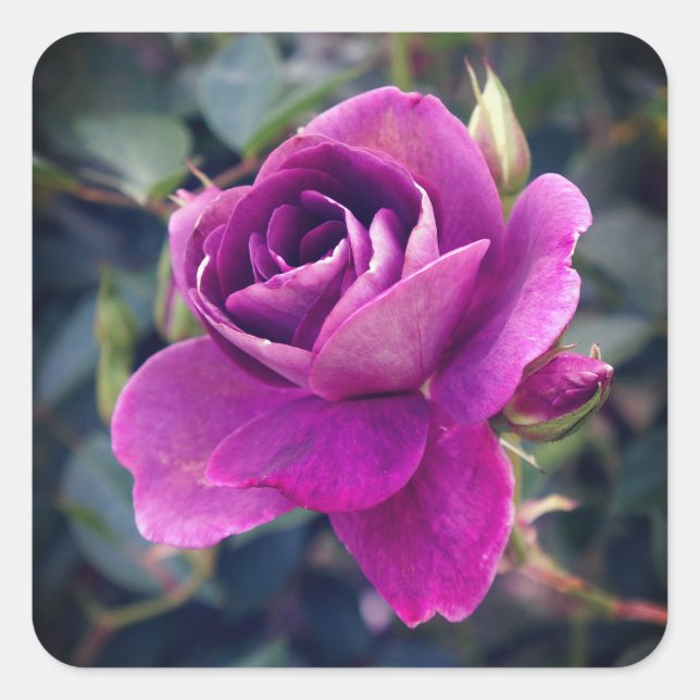 Adesivo Quadrado Burgundy Iceberg Rosa nº 2-2 (Frente)