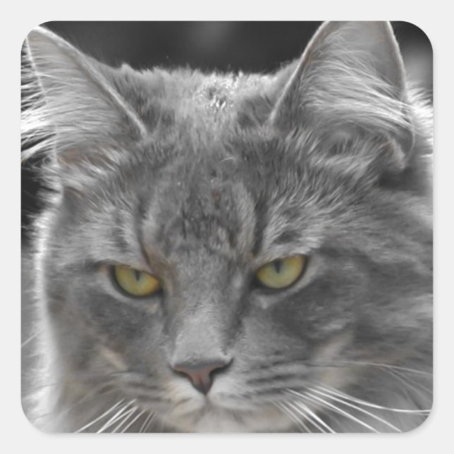 Adesivo Quadrado Buster Sério (Frente)