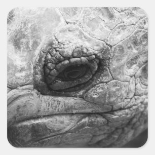 Adesivo Quadrado BW Tortoise