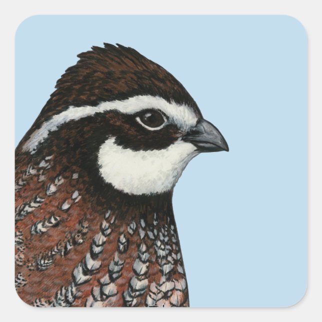Adesivo Quadrado Cabeça de Codorna Bobwhite (Frente)