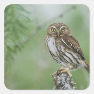Adesivo Quadrado Caburé-ferruginoso, Glaucidium brasilianum, 3