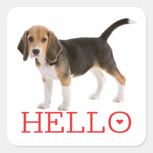 Adesivo Quadrado Cachorrinho Beagle Fofo Olá Pensando em Você Amiza