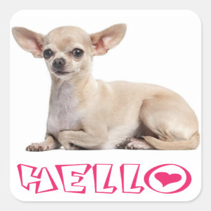 Adesivo Quadrado Cachorrinho Chihuahua Rosa Fúcsia Olá