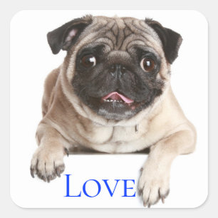 Adesivo Quadrado Cachorrinho Pug Amor - Pensando em Você,