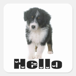 Adesivo Quadrado Cachorro Bonito Aussie Olá Australian Shepherd