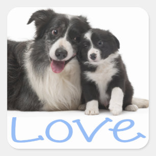 Adesivo Quadrado Cachorro Border Collie Preto e Branco Amor Cachorr