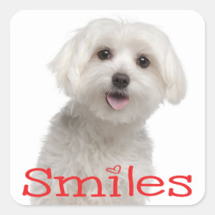 Adesivo Quadrado Cachorro Branco Maltês Cachorro Alô Sorri Amor