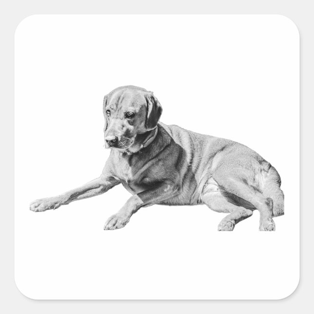 Adesivo Quadrado Cachorro, Calma (Frente)