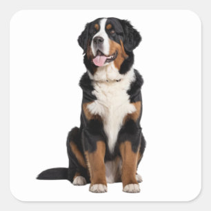 Adesivo Quadrado Cachorro da Montanha Bernese