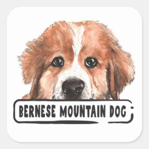 Adesivo Quadrado Cachorro de Montanha Bernese