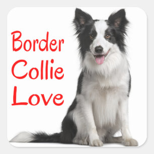 Adesivo Quadrado Cachorro Filhote Border Collie Preto e Branco Amor
