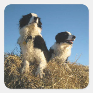 Adesivo Quadrado Cachorro Filhote Border Collie Preto e Branco Rúst