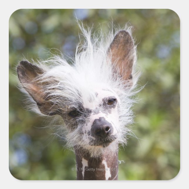 ADESIVO QUADRADO CACHORRO FURO CHINÊS (SEM CABELO) (Frente)