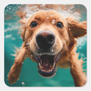 Adesivo Quadrado Cachorro Golden Retriever Feliz Nadando Submerso