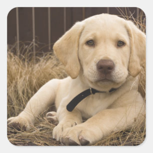Adesivo Quadrado cachorro Labrador Retriever