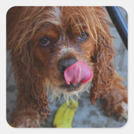 Adesivo Quadrado Cachorro Molhado com Banana