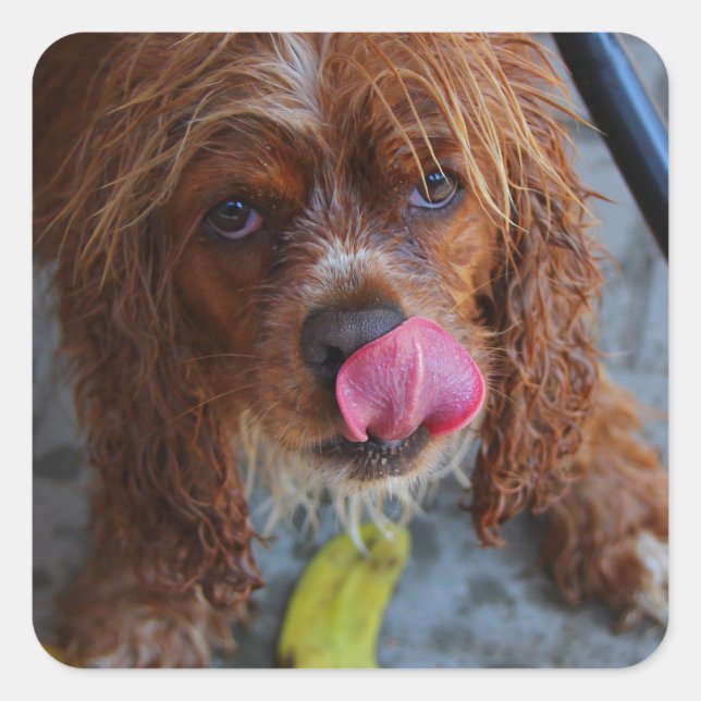 Adesivo Quadrado Cachorro Molhado com Banana (Frente)