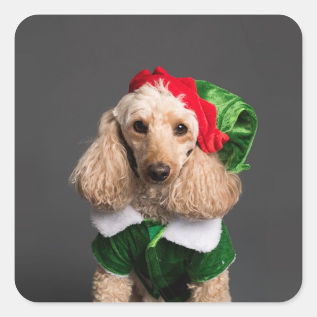 Adesivo Quadrado Cachorro na Figurina de Elf (Frente)