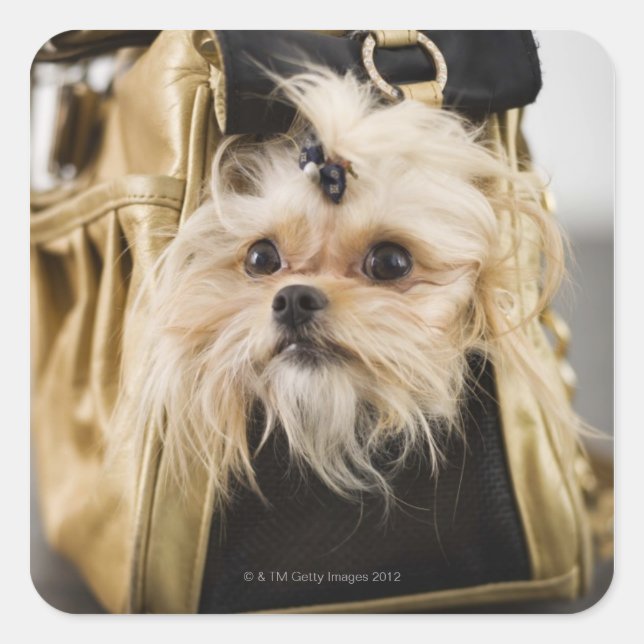 Adesivo Quadrado Cachorro numa bolsa (Frente)