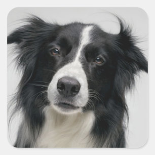 Adesivo Quadrado Cachorro Preto e Branco da Raça Border Collie Filh