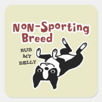 Cachorro Terrier de Boston Fofo - Raça Não Esporti