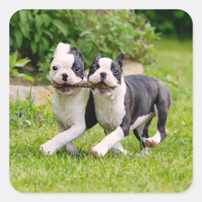 Adesivo Quadrado Cachorros bem engraçados de Boston Terrier brincan (Frente)