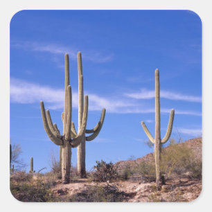 Adesivo Quadrado Cacto Saguaro gigante multi braços, Saguaro