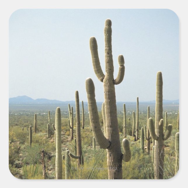 Adesivo Quadrado Cactus no Parque Nacional de Saguaro, Arizona 2 (Frente)