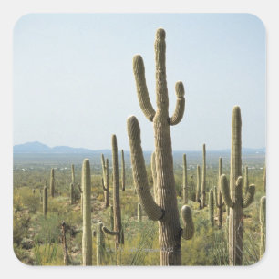 Adesivo Quadrado Cactus no Parque Nacional de Saguaro, Arizona 2