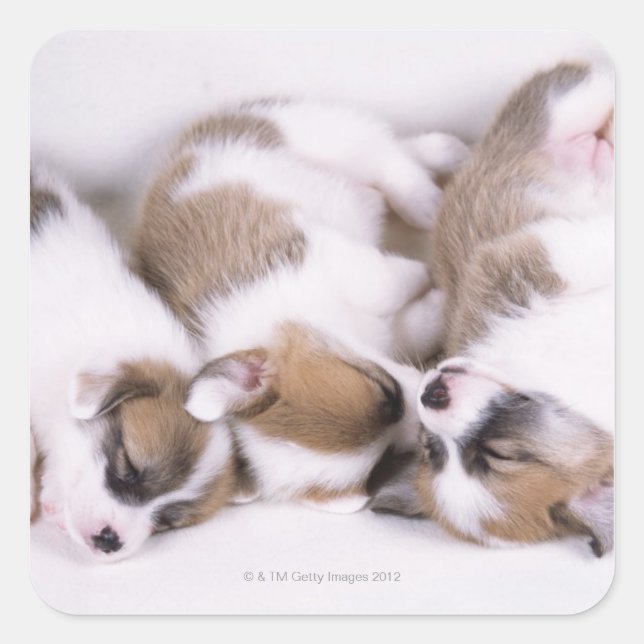 Adesivo Quadrado Cães de corgi com sono (Frente)