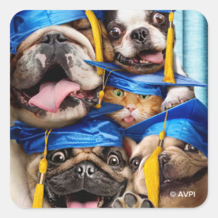 Adesivo Quadrado Cães e Gatos Graduados em Cabine de Fotos
