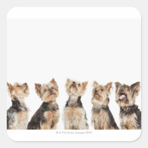 Adesivo Quadrado Cães idênticos que sentam-se junto