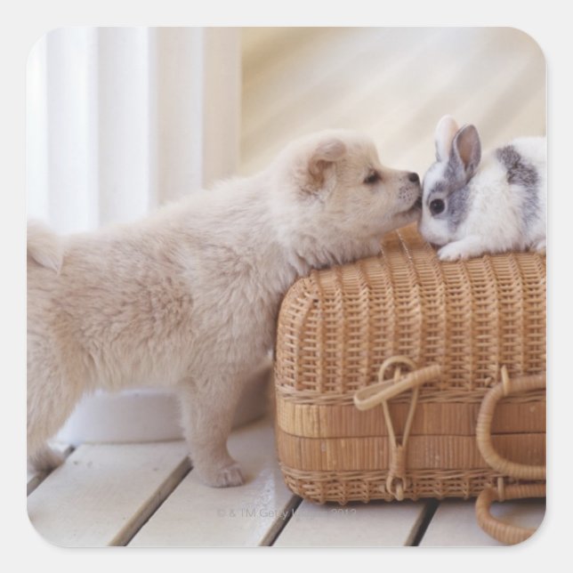 Adesivo Quadrado Cãibras e coelhos (Frente)