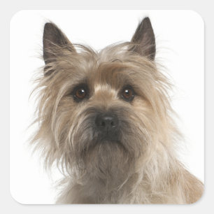 Adesivo Quadrado Cairn Terrier Cão Cachorro Saudação