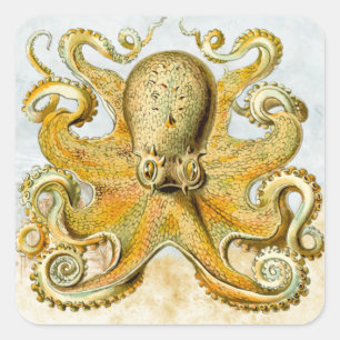 Adesivo Quadrado Calamar náutico pintado de Kraken do polvo