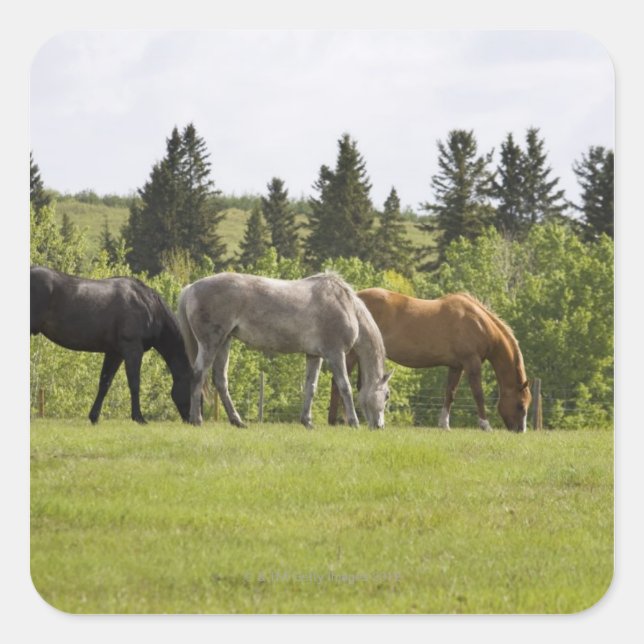 Adesivo Quadrado Calgary, Alberta, Canadá (Frente)