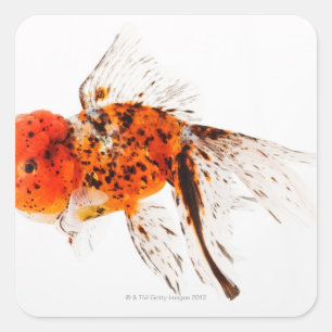 Adesivo Quadrado Calico lionhead goldfish (Carassius auratus).