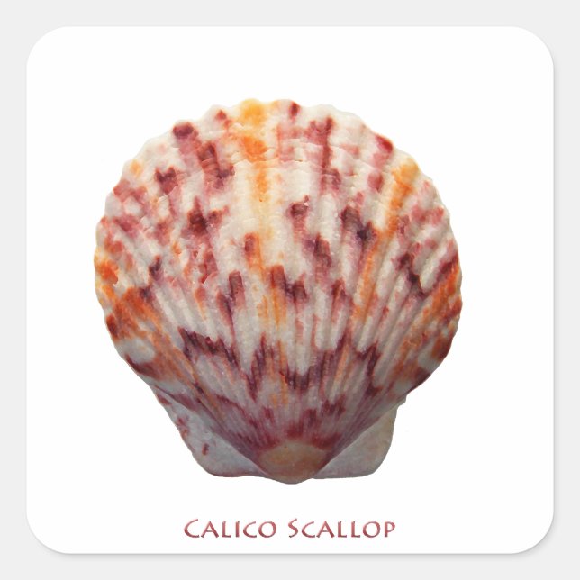Adesivo Quadrado Calico Scallop Shell (Frente)
