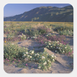 Adesivo Quadrado Califórnia, Anza-Borrego Desert SP, Areia