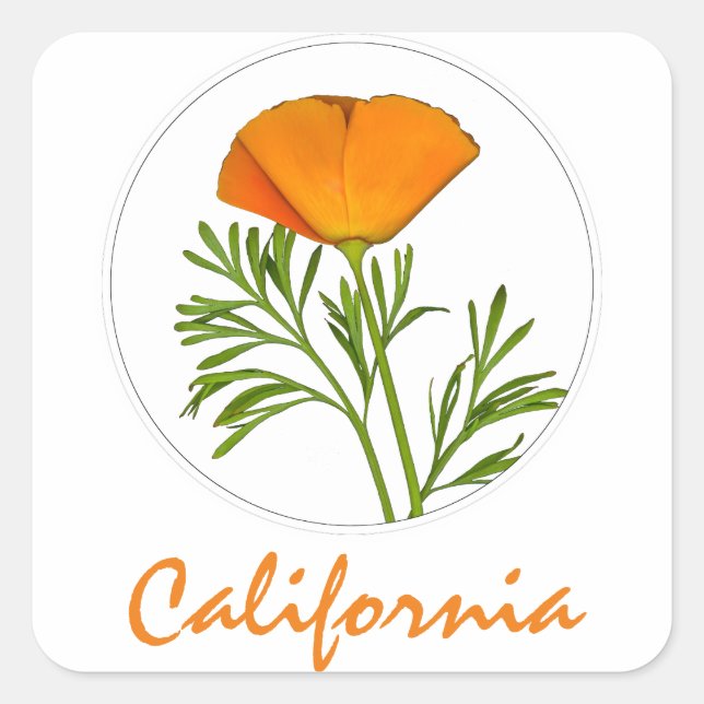 Adesivo Quadrado California Poppy em um Círculo, Texto "California" (Frente)