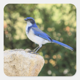 Adesivo Quadrado California Scrub Jay - Sticker