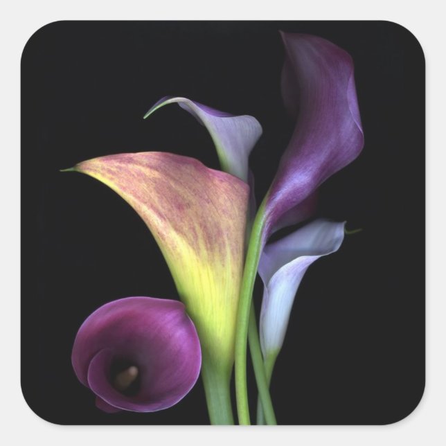 Adesivo Quadrado Calla Lily Stickers (Frente)